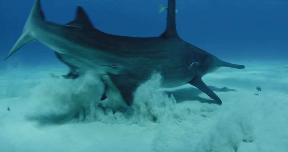 A hammerhead shark swims around the sand underwater before turning