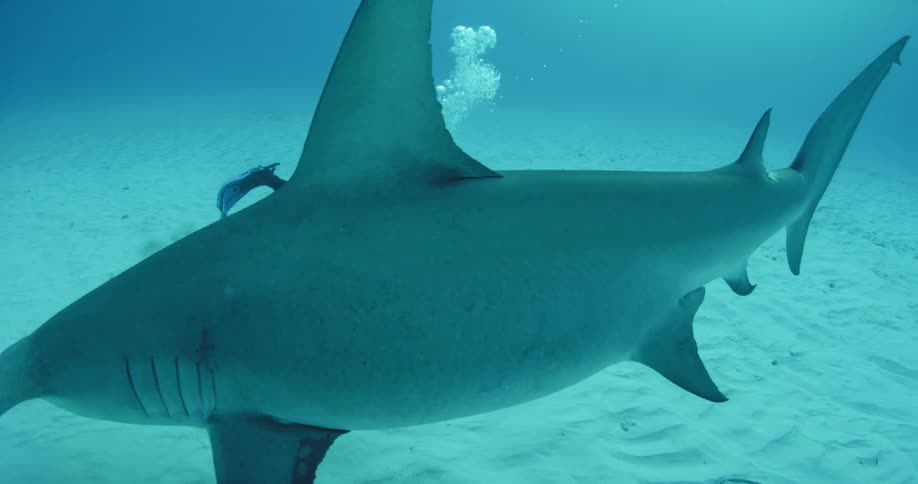 A scuba diver films a hammerhead shark