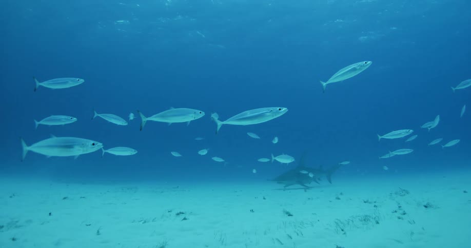 School of fish swimming through the ocean