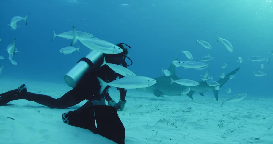 Male scuba diver watches as a shark swims by,