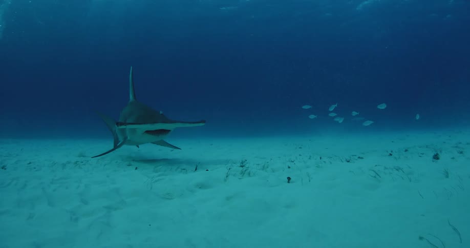 A hammerhead shark swimming slowly towards the camera and then veering off