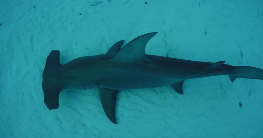 A hammerhead shark swimming under a camera