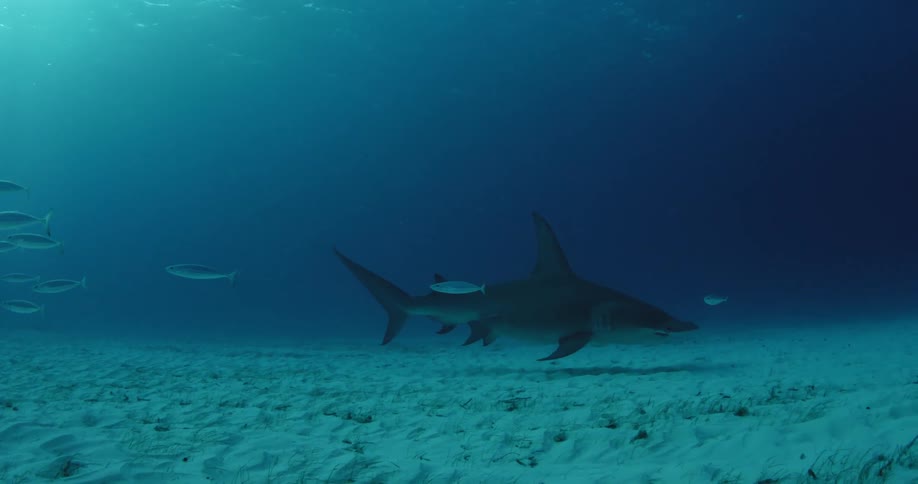 Shark swimming in the ocean next to a diver with small fish swimming near it