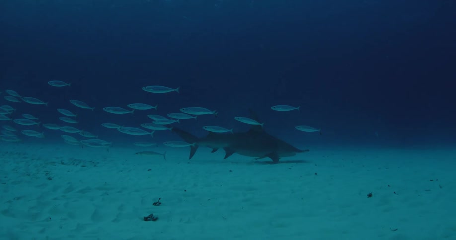 A shark and fish swim near the ocean floor