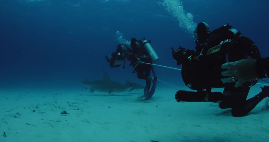 An underwater film crew films sharks on the ocean floor