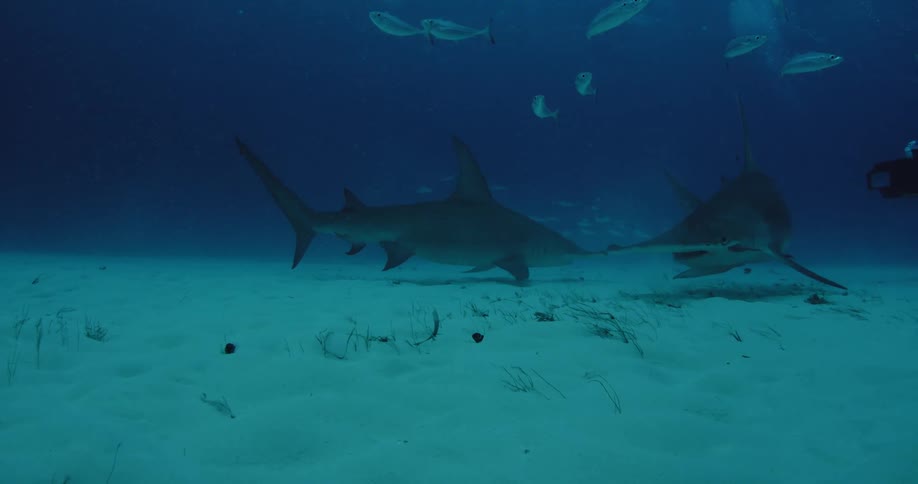 Two sharks circle each other slowly
