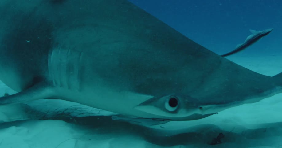 A hammerhead shark swimming on the ocean floor