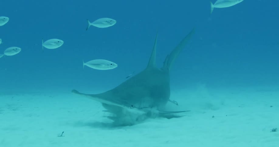 Hammerhead shark eating something from the bottom
