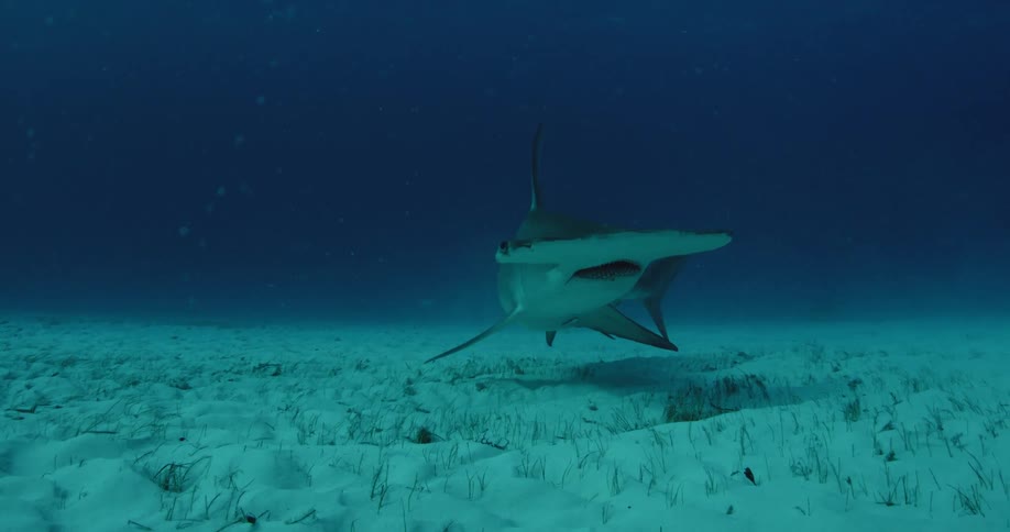 A hammerhead shark glides along the sand at the bottom of the water
