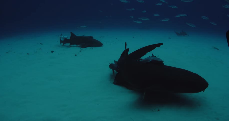 Two sharks with remoras clinging to them are swimming in the ocean
