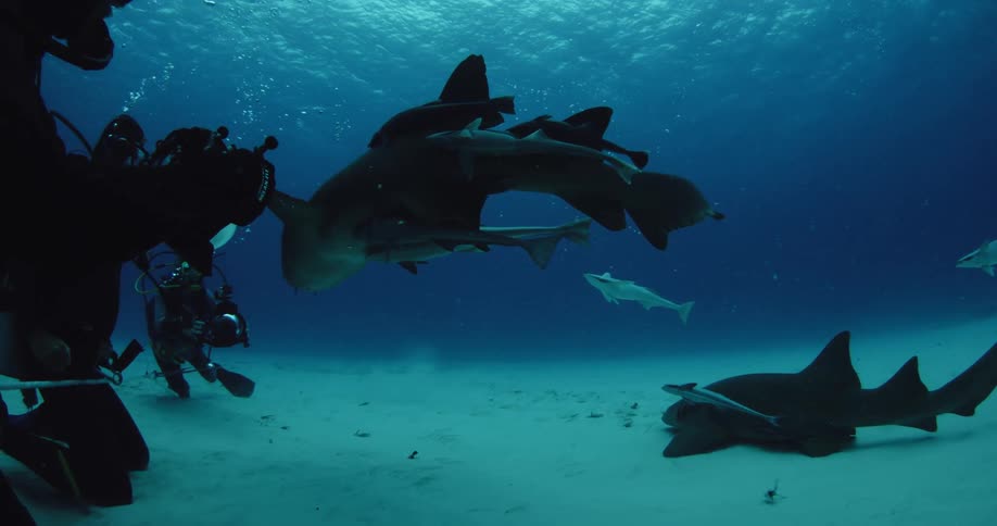 Divers swim with sharks and fish in the ocean