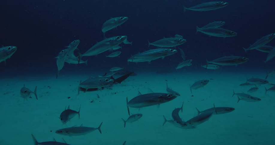 A school of fish swim past a shark in the ocean
