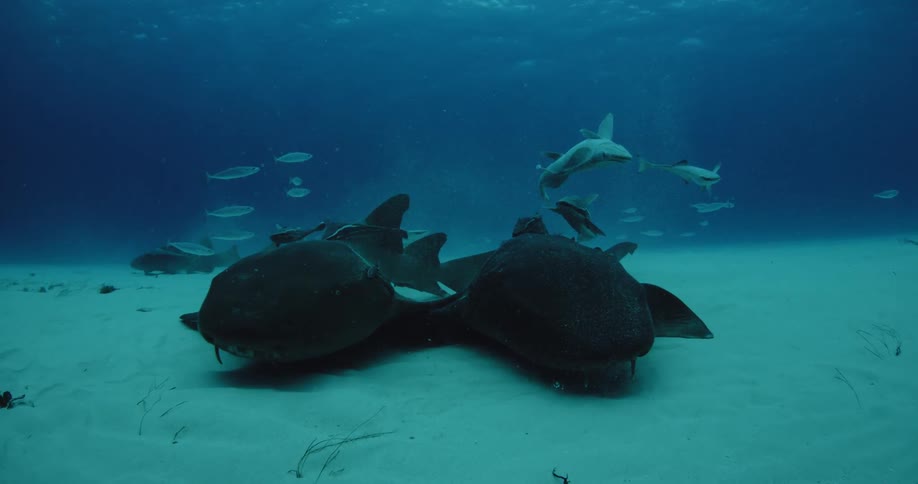 Fish swim along the sandy bottom