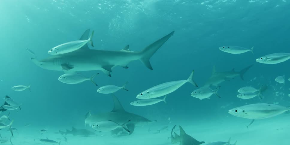 A hammerhead shark swims with other sharks nearby and a school of fish