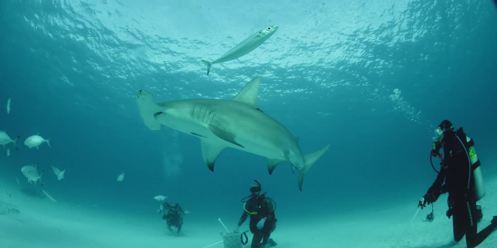 A hammerhead shark swims over scuba divers