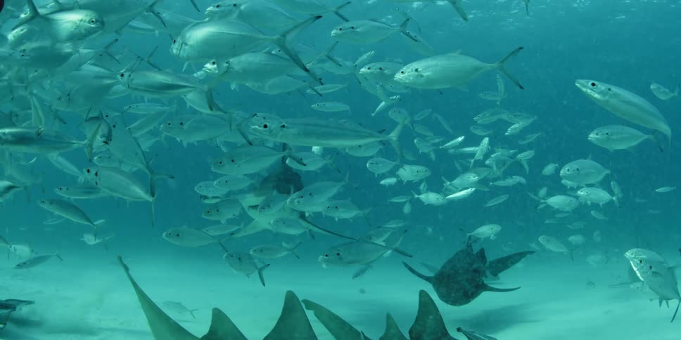 Hammerhead shark approaching a scuba diver and the diver touches the front of it as it goes by