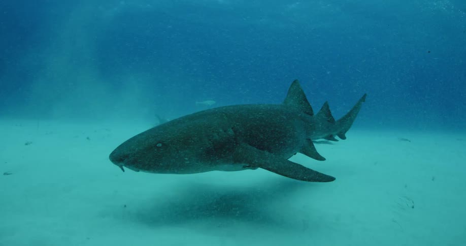 A shark swims along the sandy bottom