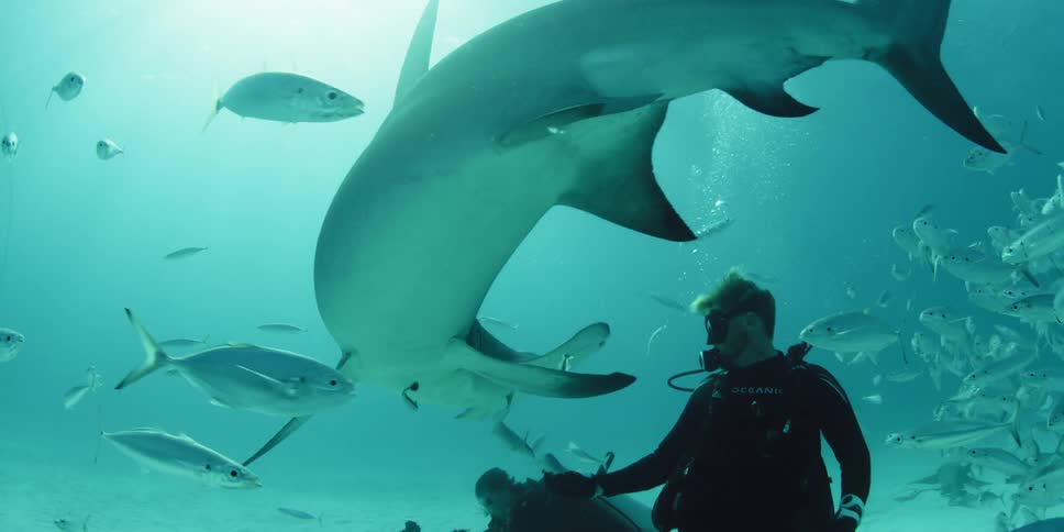 A diver swims with fish and a hammerhead shark