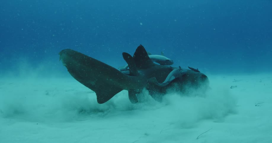 A large shark swimming with smaller sharks a ruffling up the sand