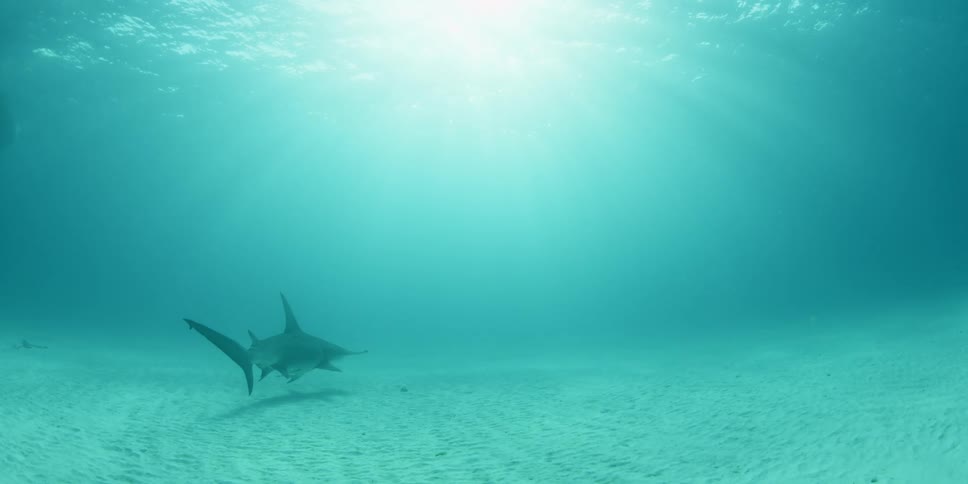 Shark swimming slowly through the water