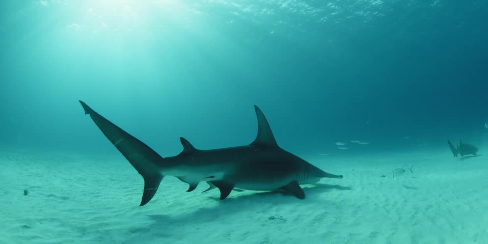 Shark swimming low to the ocean floor