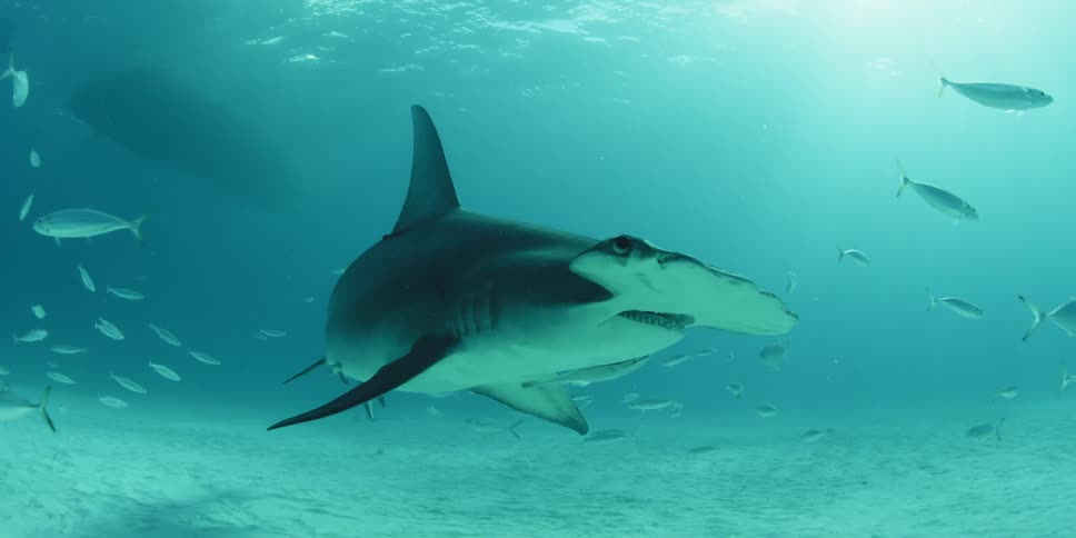 A hammerhead shark swims through a school of fish