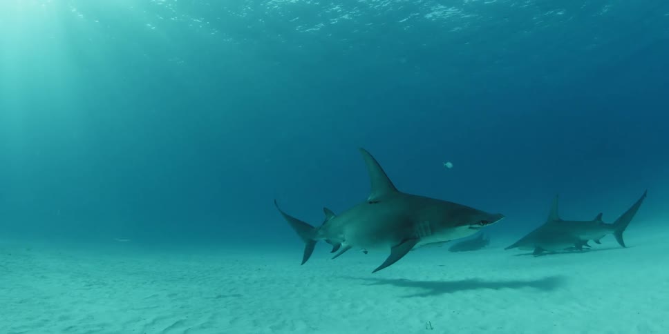 Hammerhead shark in the ocean