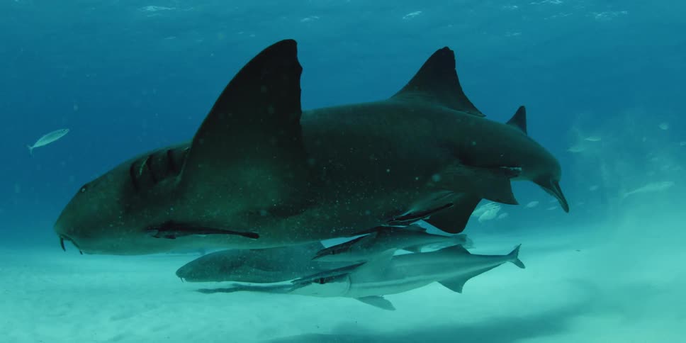 A shark swims by with two fish swimming underneath