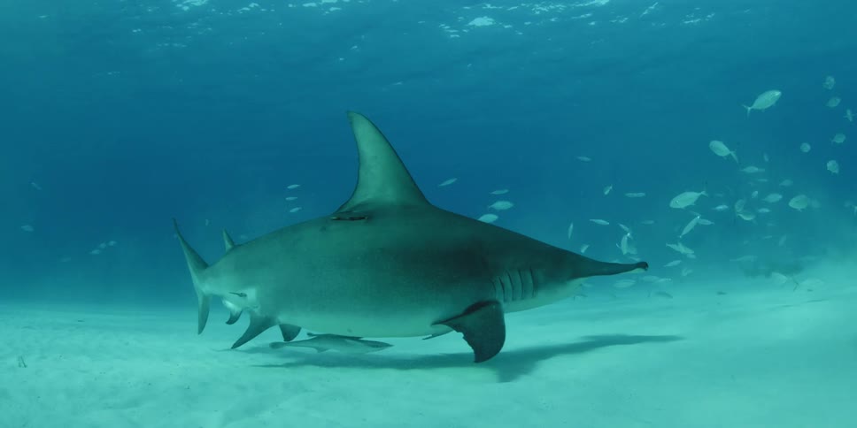 Hammerhead swims at the bottom of the ocean