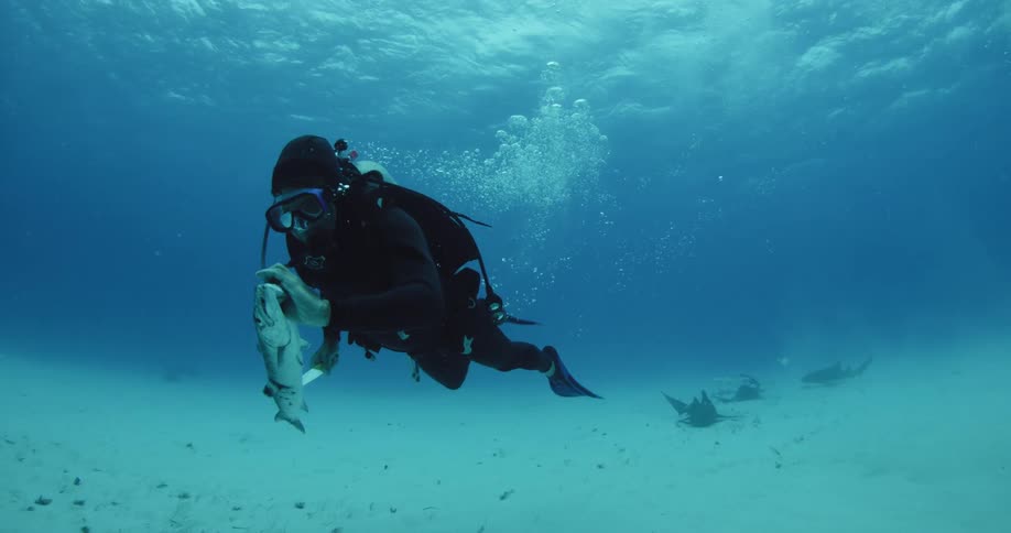 A diver is holding a fish and a knife as he swims near sharks