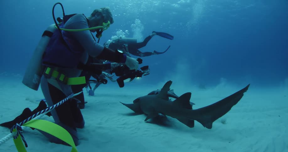 A group of divers are lined up filming a small shark
