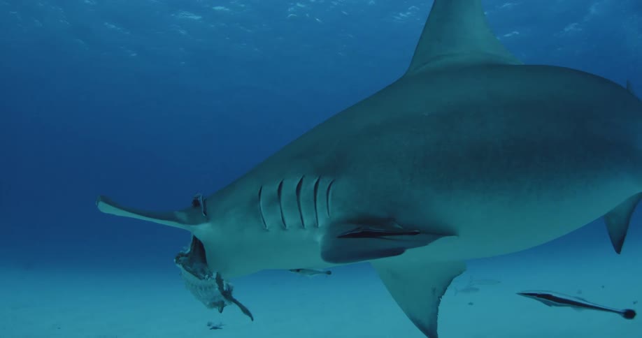 Hammerhead shark eating another fish as a scuba diver watches