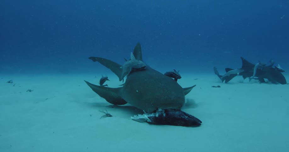A large shark swims near the sand underwater with other fish following