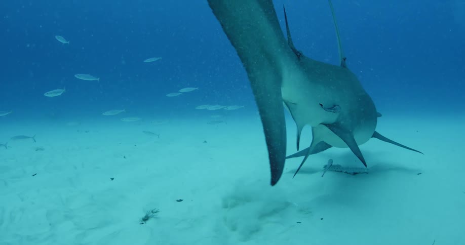 A little fish swims underneath a hammerhead shark