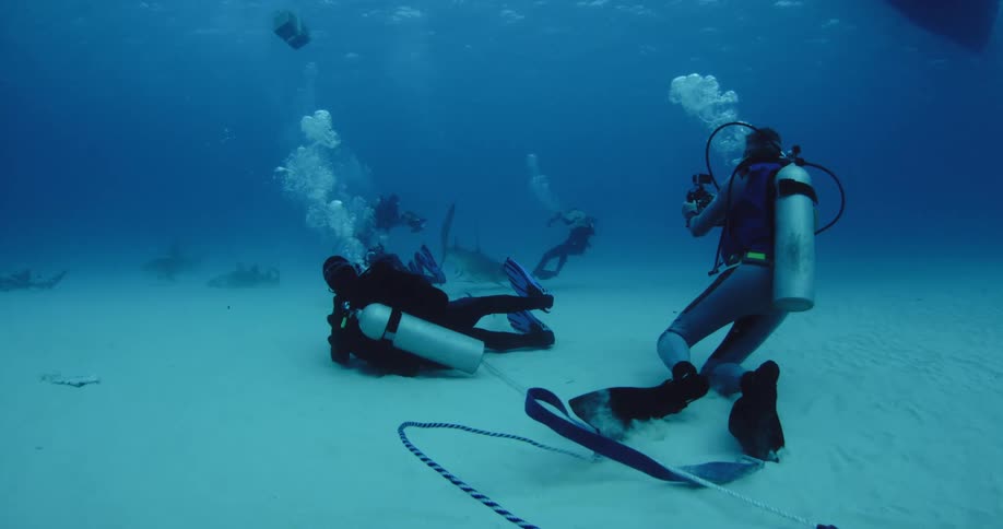 Scuba divers film sharks on the ocean floor