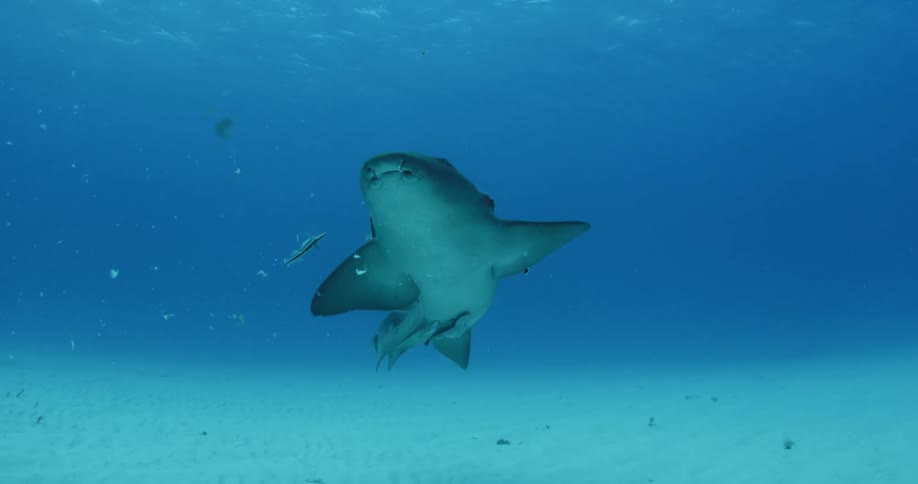 Nurse shark swimming slowly through the waters