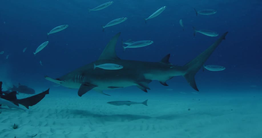 A hammerhead shark swims near the sandy ocean floor