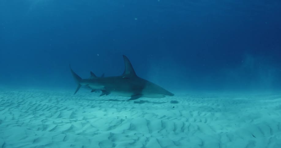 Two sharks swim slowly on the oceans floor