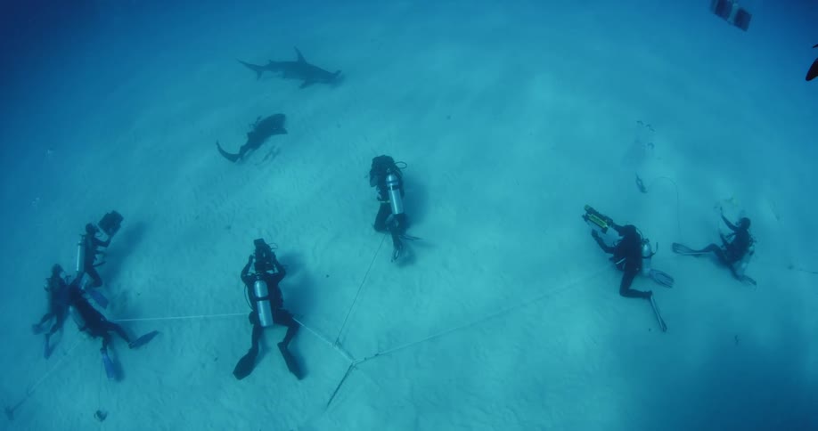 Divers swim with sharks near the ocean floor