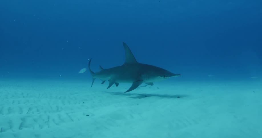 A shark is swimming near the sand on the bottom of the ocean