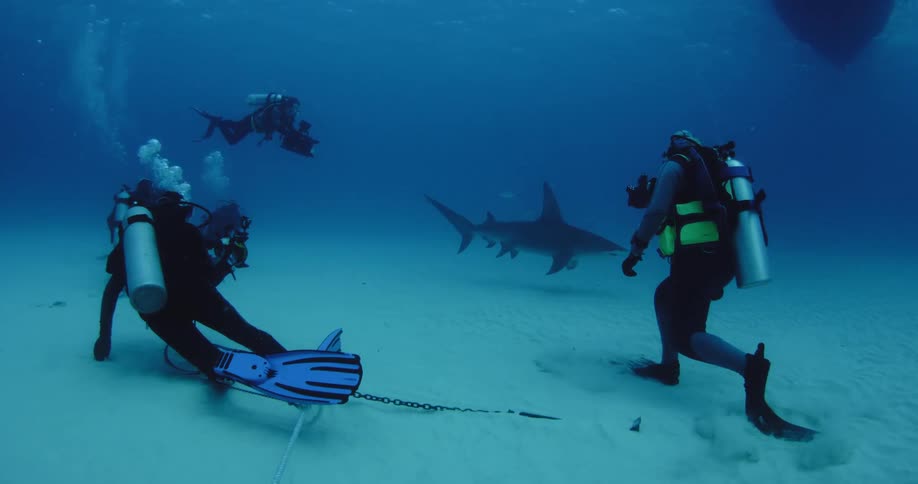 Several scuba divers photograph a passing shark