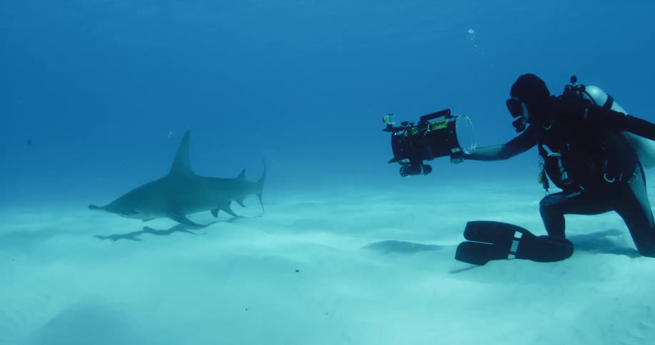 A diver is filming a small shark