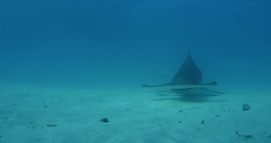 A shark is swimming along the ocean floor