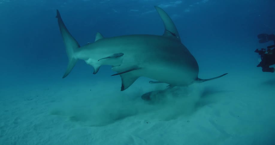 Hammerhead shark feasting on something