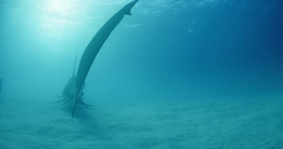 Sharks swim just above a sandy seabed