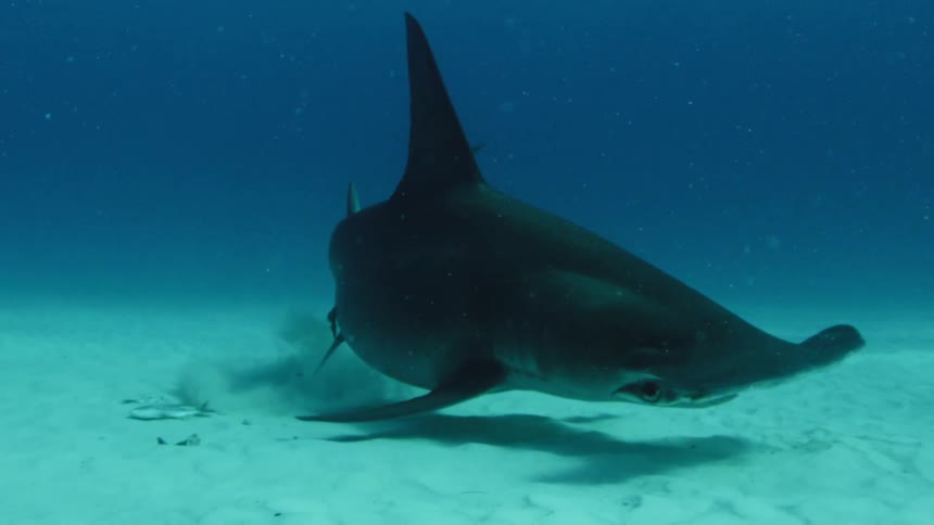 Hammerhead shark swimming close to the bottom