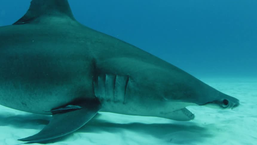 A hammerhead shark swims along the sand underwater