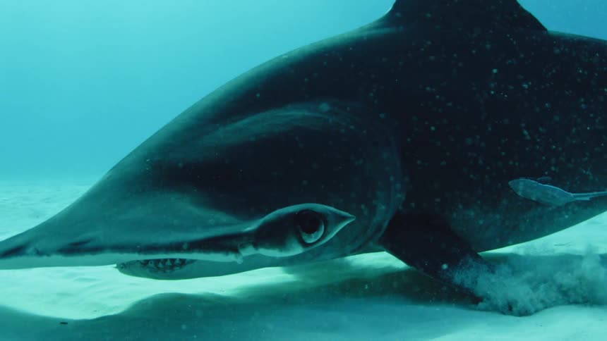 A shark is swimming near the sand on the bottom of the ocean