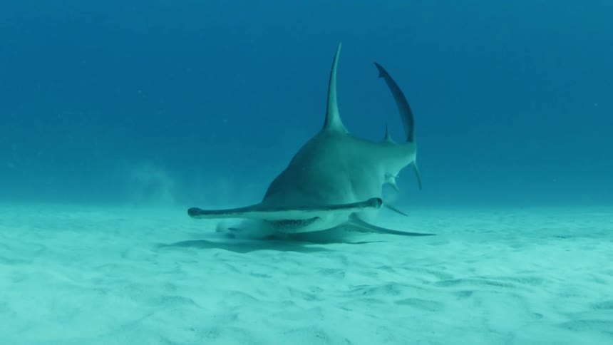 A hammerhead shark swims close to the sand underwater