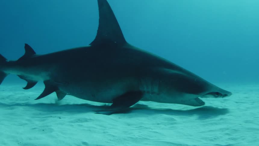 Shark swims near the ocean floor